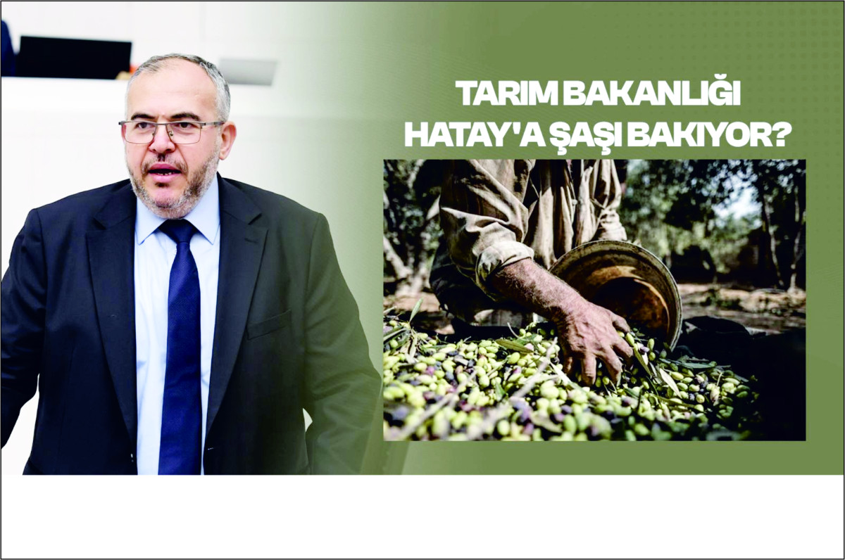 ÇALIŞKAN: “HATAYLI ZEYTİN ÜRETİCİSİ PERİŞAN” Hasat Zamanı İthalat Üreticiyi Vuruyor.